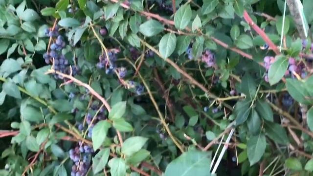 Голубика ? Урожай 2021 г. смотреть онлайн