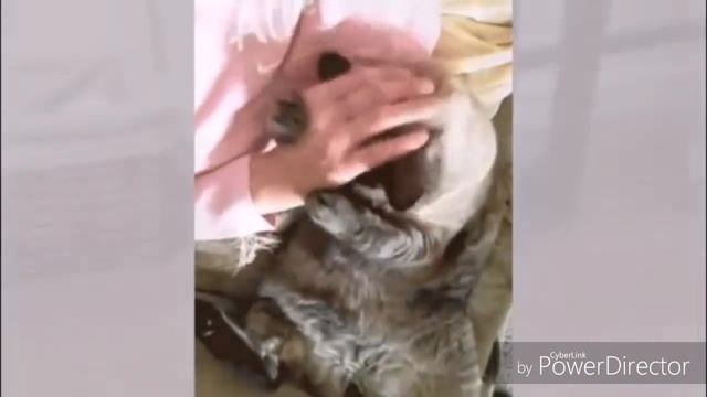 Тандем домового и кошки. "Хозяин" и "хозяйка". смотреть онлайн