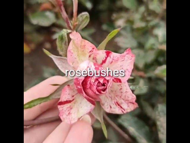 Флэш Найт @rose_bushes161 смотреть онлайн