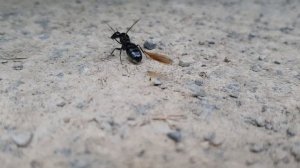 Лёт муравьёв Camponotus Herculeanus / Sachalinensis. В поисках маток.