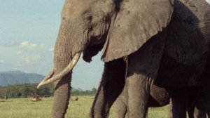 Жизнь на Земле 11 серия «Охотники и жертвы» (документальный сериал, 1979)