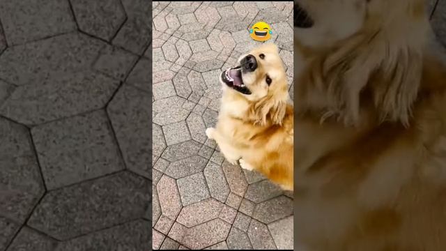 Счастливая собака смотреть онлайн