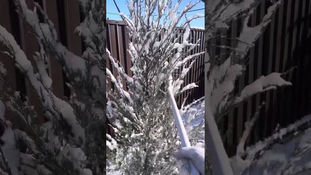 Освобождаем растения от снега смотреть онлайн