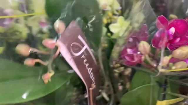 Флорэвиль?обзор орхидей 27.07.22?Москва Ступинский пр д1 стр6 смотреть онлайн
