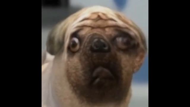mops dog Dame Da Ne Meme (Baka Mitai) смотреть онлайн