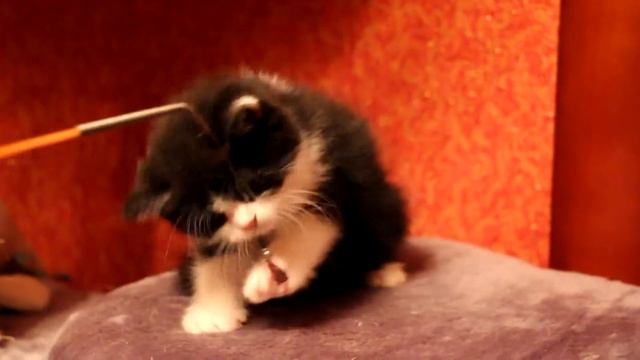 Шотландские котята для Вас - Сайт Kli Fold питомник шотландских кошек смотреть онлайн
