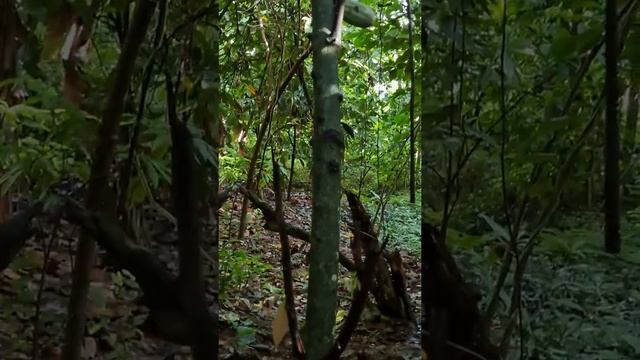 Так растёт какао. плантация в Доминикане. смотреть онлайн