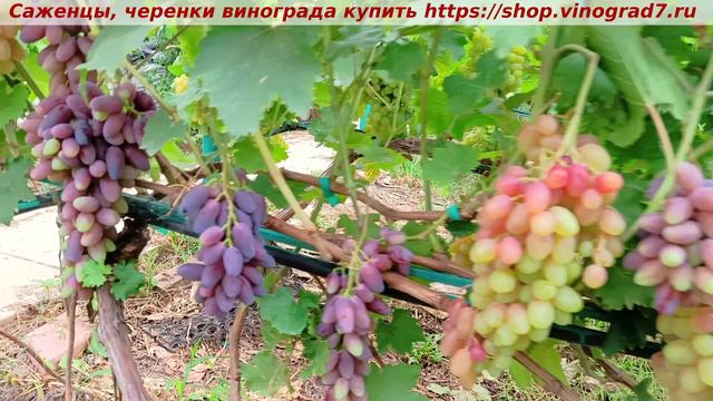 Парад сортов на 27.07.24 года - виноград ПОДАРОК БЕЛАРУСИИ окрашивание, созревание смотреть онлайн