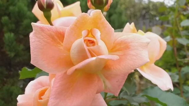 РОЗЫ ТОП-5 ЛУЧШИЕ ШРАБЫ моего сада #розы смотреть онлайн