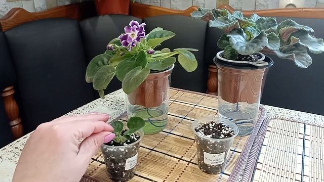 Отсаживаю пасынки фиалок смотреть онлайн