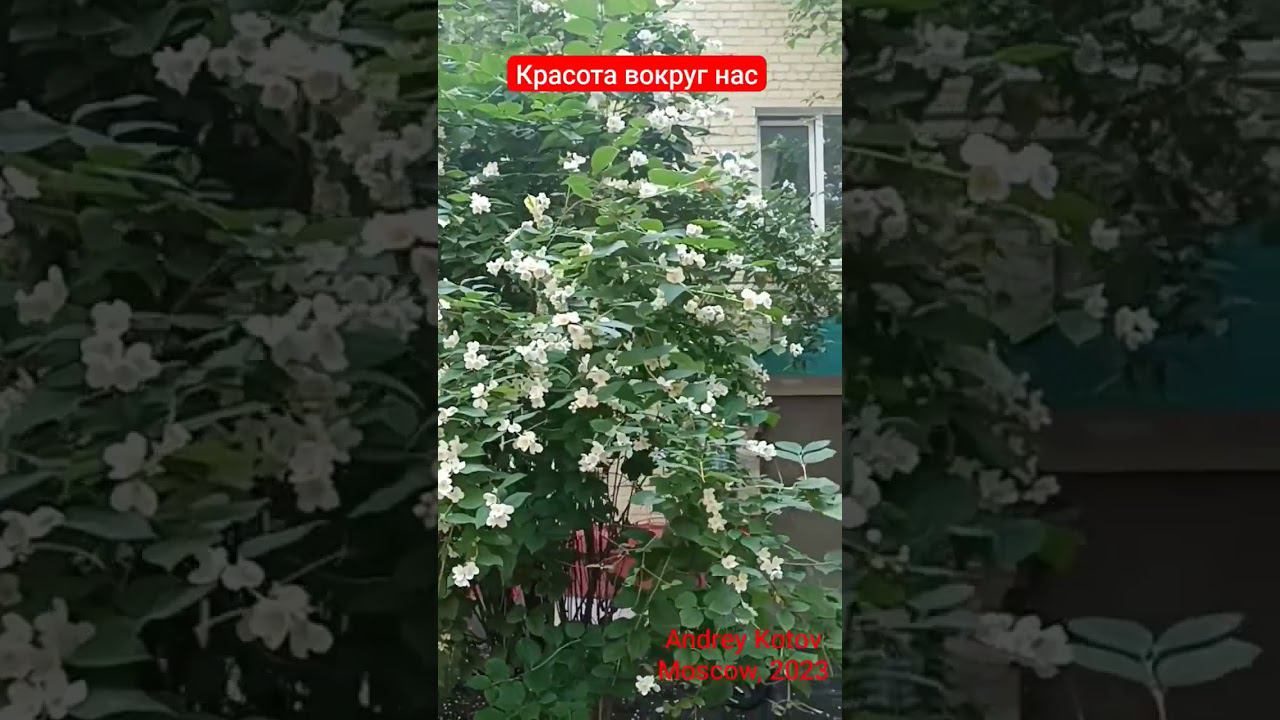 Красота вокруг нас #moscow #2023 #красотавокругнас #andrey.kotov @Kotov.Andrey смотреть онлайн