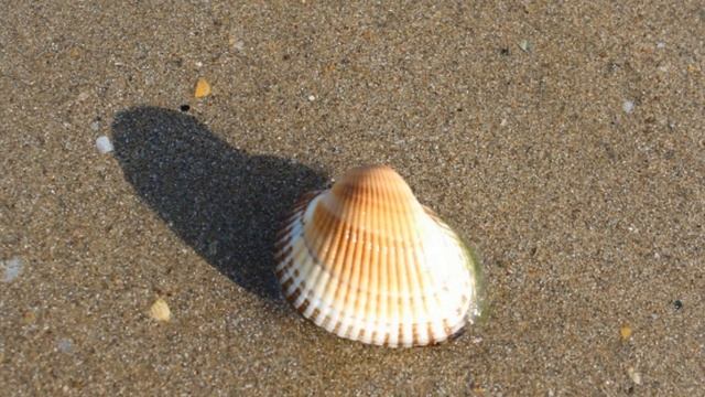 24 ноября / Как появляются ракушки? смотреть онлайн