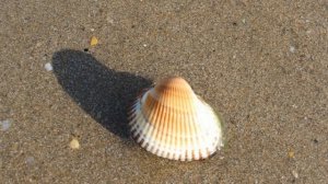 24 ноября / Как появляются ракушки?
