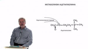 Евсеев А.В. Нормальная физиология. Лекция №14. Возбуждение в синусном узле. Регуляция сердца. 2023