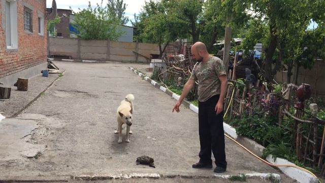 Учим подачу дичи смотреть онлайн