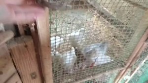 Вакцина кур против ньюкаслской болезни из штамма «Ла-Сота» сухая живая