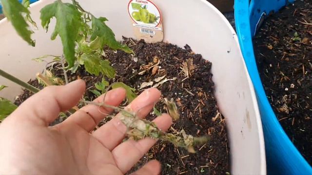 Переезжают господа, в летнюю резиденцию. Утепленная дача для синьоров помидоров. ? смотреть онлайн