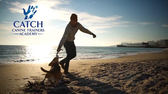 CATCH in 20 Seconds! (Launch Your Dog Trainer Career) смотреть онлайн