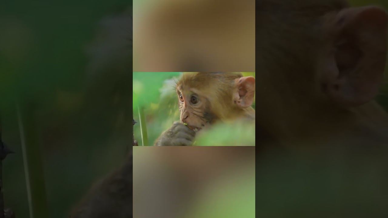 Сумасшедшая битва Выдры против Обезьян смотреть онлайн