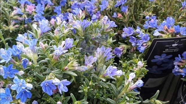 Litodora - Poradnik Ogrodowy #285