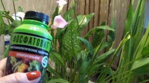 Чем и когда подкармливать каллы .