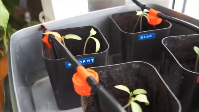 Капельный полив из резервуара