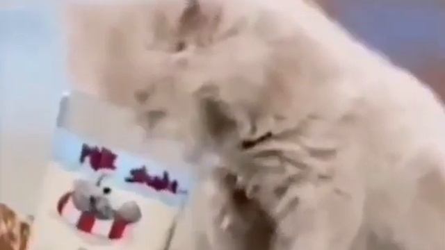 кот пьёт молоко и говорит Я РУССКИЙ мем fix смотреть онлайн