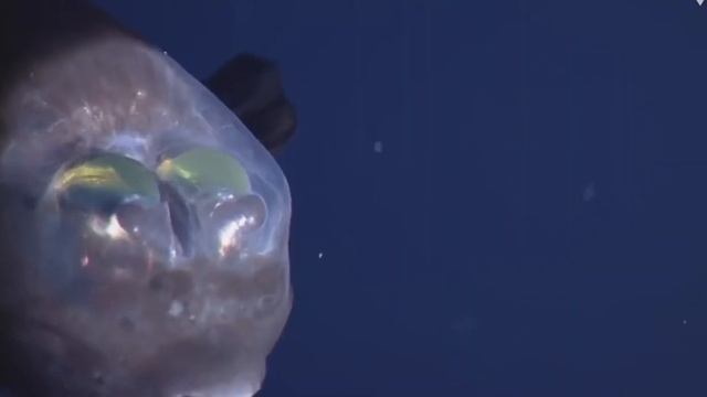 Рыба с прозрачной головой Макропина малоротая Macropinna microstoma Бочкоглаз | БиоХак смотреть онлайн