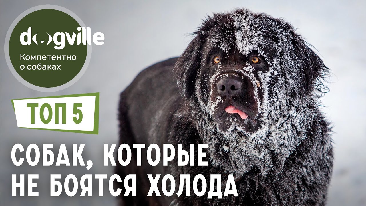 ТОП 5 Пород собак, которым НЕ СТРАШЕН мороз смотреть онлайн