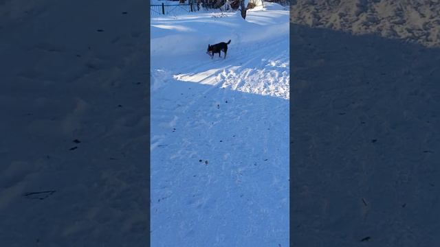 🐺🫡 В игре с собакой. / Australian Cattle Dog