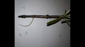 КАК ВЫРАСТИТЬ РОЗМАРИН ИЗ МАГАЗИННОЙ ВЕТОЧКИ