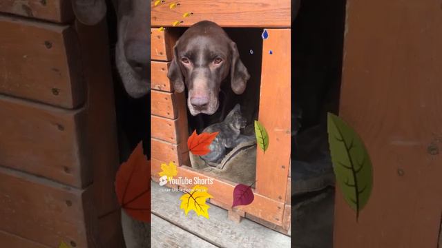 Выгнал на улицу своих бедолаг. смотреть онлайн