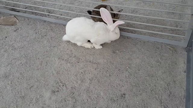 Кролики породы Великан смотреть онлайн