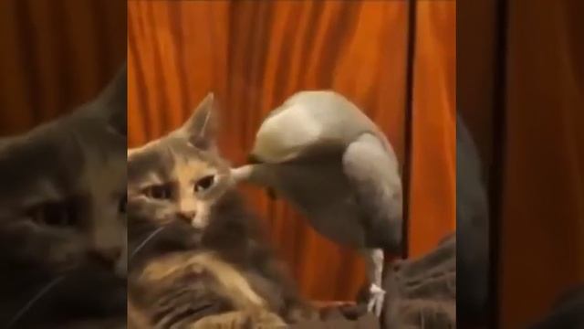 Попугай и кот неразлучные друзья смотреть онлайн