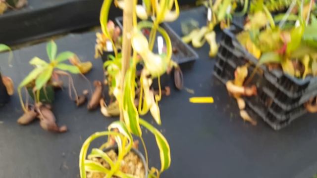 Species Spotlight: Nepenthes Alata 