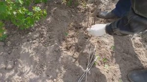 Как размножить смородину черенками в открытом грунте