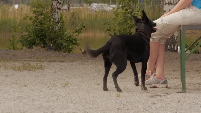 Agnes the Kelpie (Australian Kelpie) смотреть онлайн