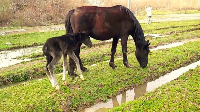 Первые шаги жеребенка. Первые часы после рождения смотреть онлайн