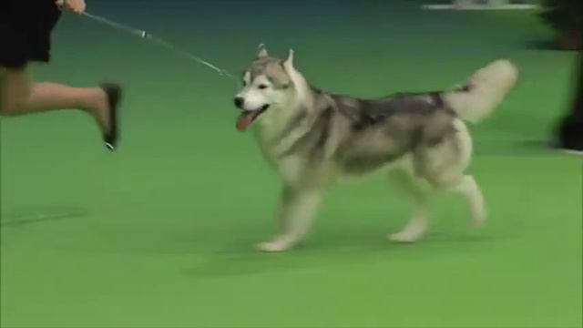 RUN & LINA INSUBRIA WINNER 2014 by www.articlifesiberianhusky.com смотреть онлайн