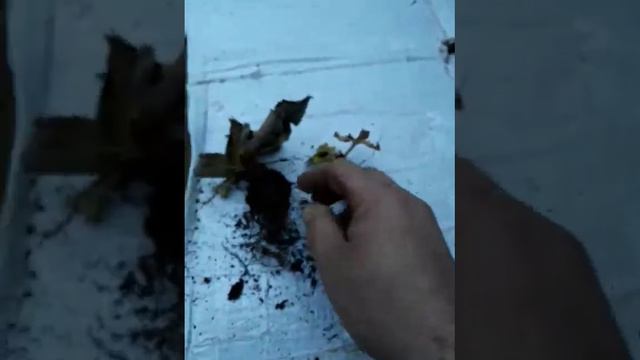 Клубника Болеет помогите разобраться.. смотреть онлайн