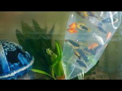 КАК ПРАВИЛЬНО ЗАПУСКАТЬ НОВЫХ РЫБ В АКВАРИУМ смотреть онлайн