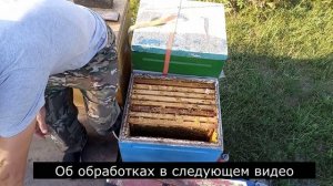 Подсадка маток без осиротения