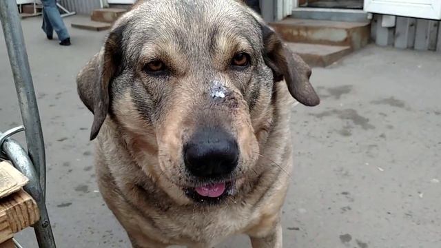 Самая толстая собака в Днепропетровске 1 кушает смотреть онлайн