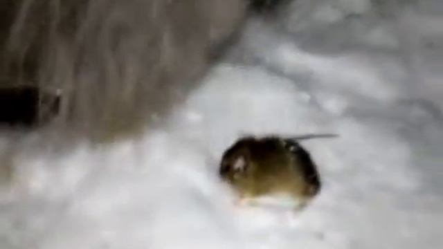 Кошка и собака играют с мышкой (Кошка и собака играют 3 (2018) ) смотреть онлайн