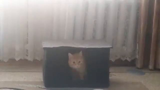дом кота /новосельем смотреть онлайн