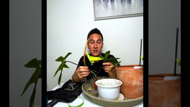 Propagating Rare Plants Florida Beauty смотреть онлайн