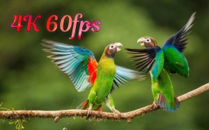 4K 60fps HDR (ULTRA HD)