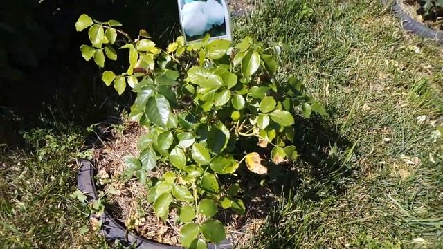 Сравнение дорогой и дешевой розы. Часть 3 смотреть онлайн