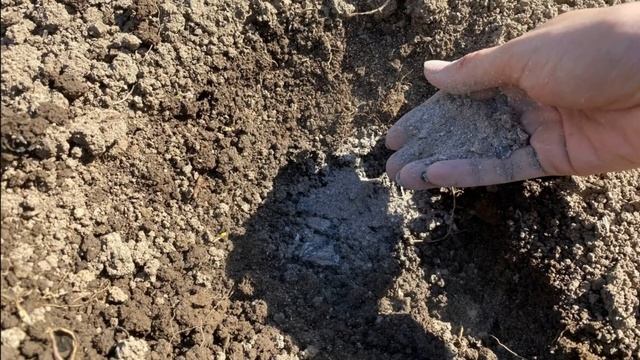 КАБАЧОК ДРАКОША - РАННЕСПЕЛЫЙ УРОЖАЙНЫЙ УСТОЙЧИВЫЙ К ЗАБОЛЕВАНИЯМ СОРТ смотреть онлайн