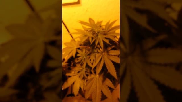 150 watt HPS closet grow, 34 days смотреть онлайн